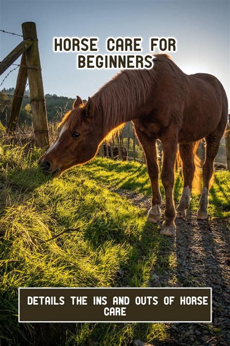 horse care for beginners